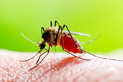 Yellow Fever Causes, Symptoms, and Prevention
